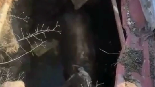 Elazığ'da kuyuya düşen ineği itfaiye kurtardı