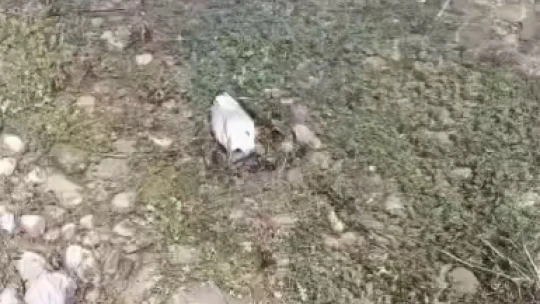 Elazığ'da martı ölümleri tedirginlik yaşattı