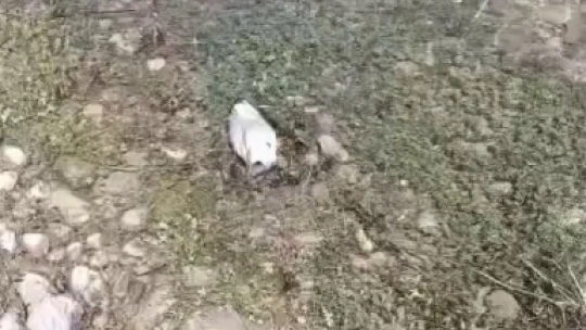 Elazığ'da martı ölümlerinin nedeni ortaya çıktı: NDV tespit edildi