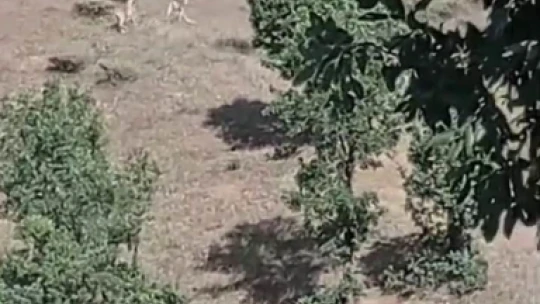 Elazığ'da nesli tehlike altına olan dağ keçileri görüntülendi