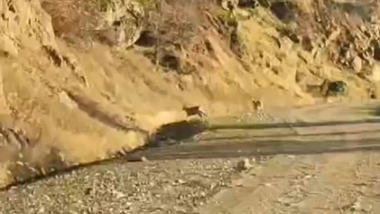 Elazığ'da nesli tehlike altındaki dağ keçileri sürü halinde görüntülendi