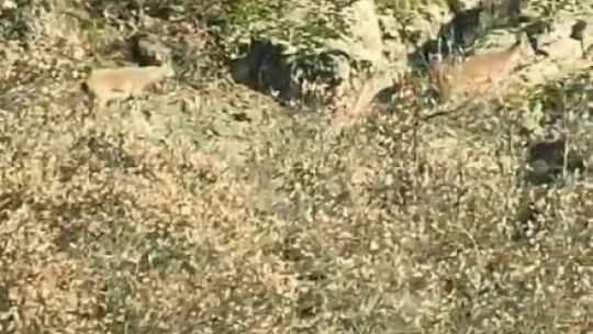 Elazığ'da nesli tehlike altındaki dağ keçileri sürü halinde görüntülendi