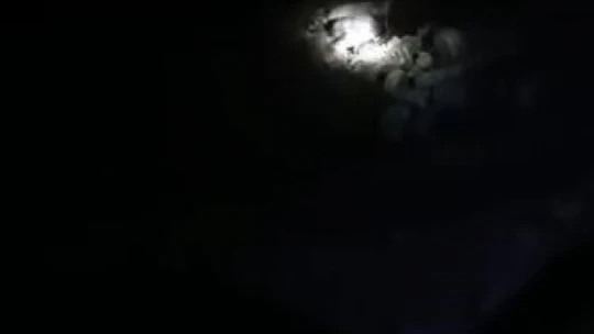 Elazığ'da nesli tükenme tehlikesi altında olan oklu kirpi görüntülendi