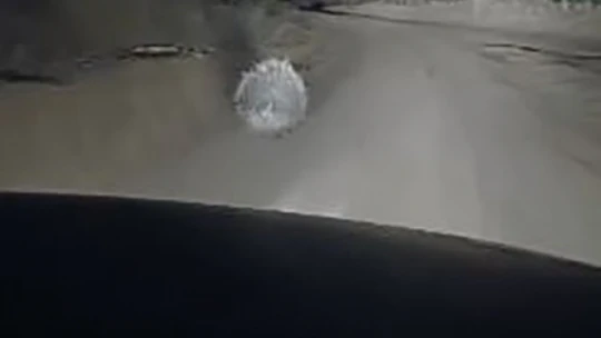 Elazığ'da nesli tükenme tehlikesi altında olan oklu kirpi görüntülendi