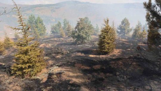 Elazığ'da orman yangını kontrol altına alındı, yüzlerce dönümlük alan kül oldu