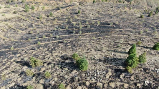 Elazığ'da orman yangını kontrol altına alındı, yüzlerce dönümlük alan kül oldu