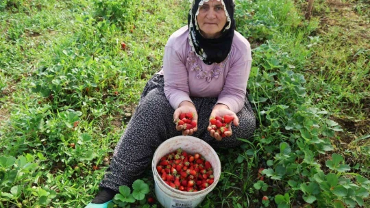 Elazığ'da örtü altı çilekte ilk hasat