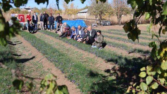 Elazığ'da safran bitkisi hasadı başladı