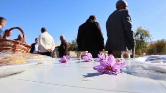 Elazığ'da safran bitkisi hasadı başladı