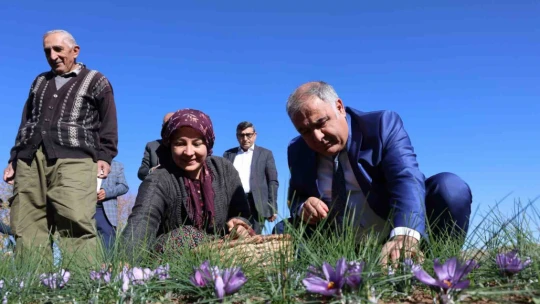Elazığ'da safran bitkisi hasadı başladı