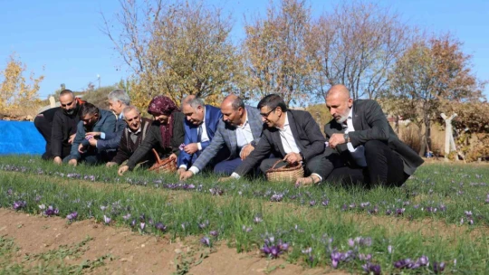 Elazığ'da safran bitkisi hasadı başladı