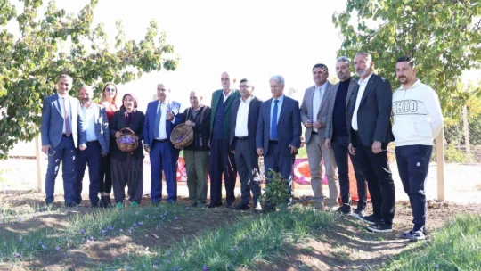 Elazığ'da safran bitkisi hasadı başladı