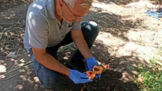 Elazığ'da şeftali bahçelerinde zararlı kontrolleri devam ediyor