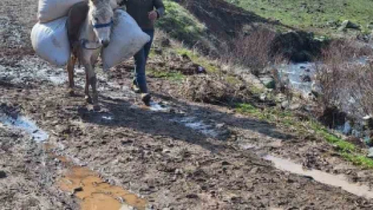 Elazığ'da selde çöken yolu kullanamayan köylüler hayvanlarına eşekler ile yem taşıyor