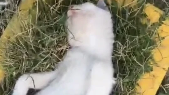 Elazığ'da sıcaktan bunalan kedinin serin yerde dinlendiği anlar güldürdü