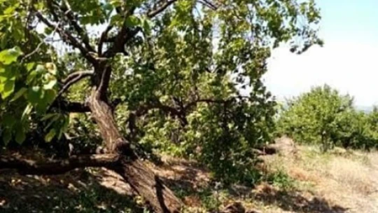 Elazığ'da şiddetli rüzgar kayısı ağaçlarını yerinden söktü, bahçelere zarar verdi