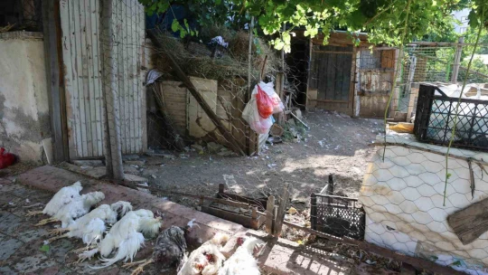 Elazığ'da sokak köpekleri dehşeti: Koyun ve tavukları telef ettiler, 3 koyunu yaraladılar