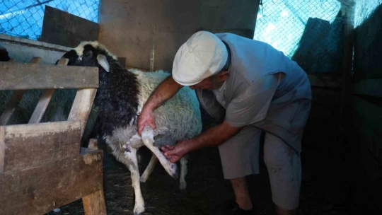 Elazığ'da sokak köpekleri dehşeti: Koyun ve tavukları telef ettiler, 3 koyunu yaraladılar