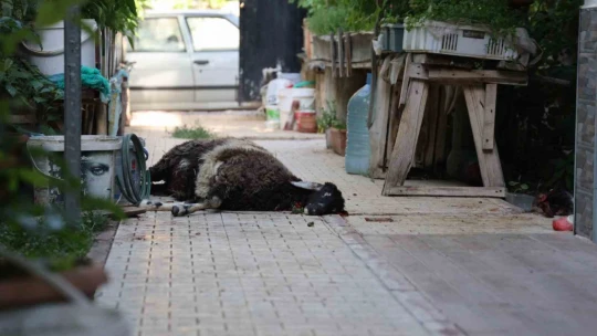 Elazığ'da sokak köpekleri dehşeti: Koyun ve tavukları telef ettiler, 3 koyunu yaraladılar