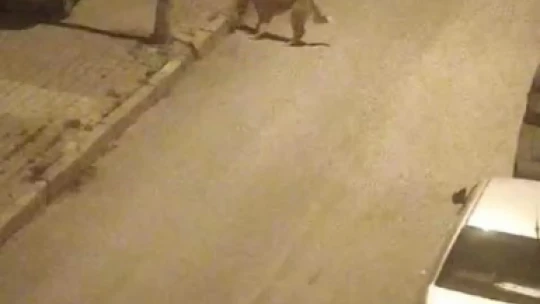 Elazığ'da sokak köpekleri kediyi parçaladı