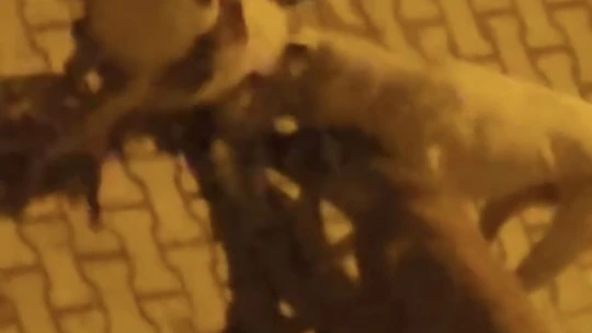 Elazığ'da sokak köpekleri kediyi parçaladı