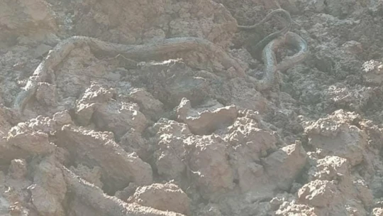 Elazığ'da su kuyusu kazısında, 3 metrelik yılan çıktı