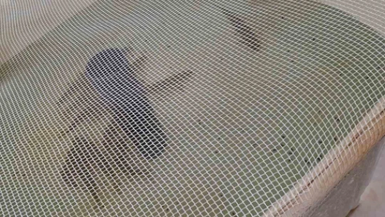 Elazığ'da Su Ürünleri Ar-Ge Merkezi'nde üretim çalışmaları sürüyor