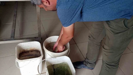 Elazığ'da tatlı su kefali proje çalışmaları sürüyor