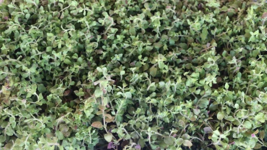 Elazığ'da üreticilere 30 bin kekik fidesi dağıtıldı