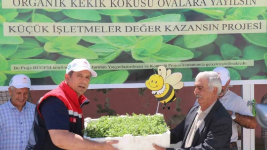 Elazığ'da üreticilere 30 bin kekik fidesi dağıtıldı