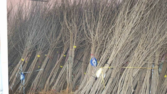 Elazığ'da üreticilere bin 400 adet dut fidanı dağıtıldı