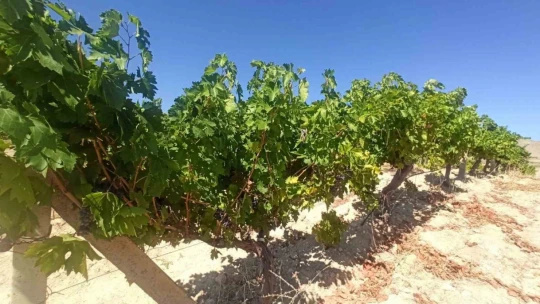 Elazığ'da üreticilere entegre mücadele anlatıldı
