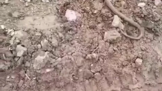 Elazığ'da vatandaşın yılanla diyaloğu gülümsetti