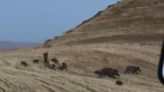 Elazığ'da yaban domuzları görüntülendi
