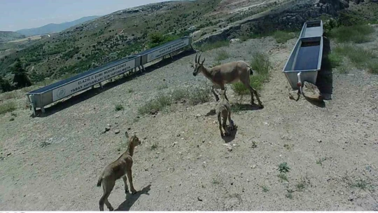 Elazığ'da yaban hayatı için su yalakları oluşturuldu