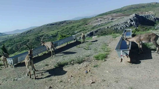 Elazığ'da yaban hayatı için su yalakları oluşturuldu