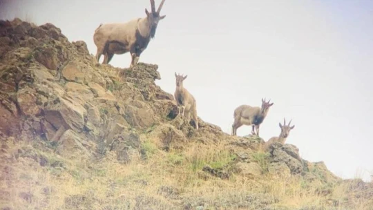 Elazığ'da yaban keçisi envanter çalışması yapıldı