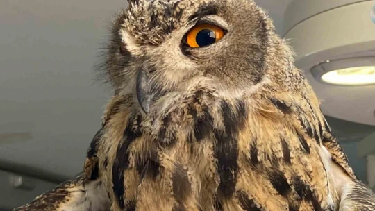 Elazığ'da yaralı bulunan kulaklı orman baykuşu tedavi altına alındı