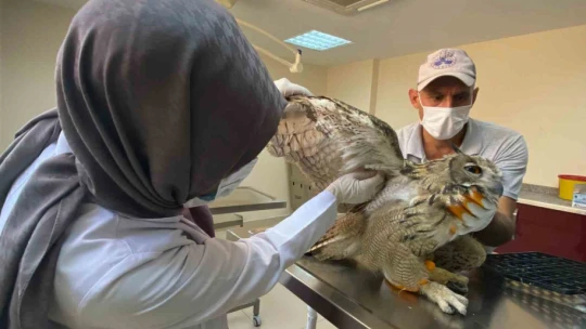Elazığ'da yaralı bulunan kulaklı orman baykuşu tedavi altına alındı
