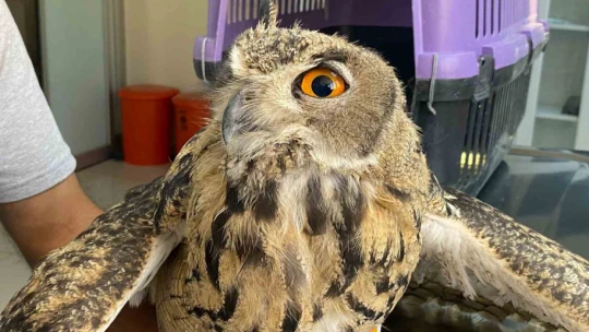 Elazığ'da yaralı bulunan kulaklı orman baykuşu tedavi altına alındı