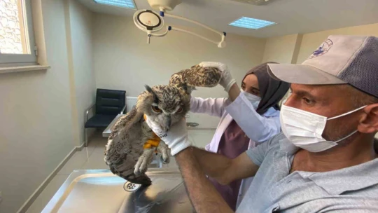 Elazığ'da yaralı bulunan kulaklı orman baykuşu tedavi altına alındı
