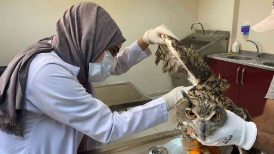 Elazığ'da yaralı bulunan kulaklı orman baykuşu tedavi altına alındı