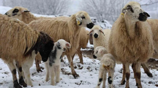 Elazığ'da yeni yılın ilk kuzuları dünyaya geldi