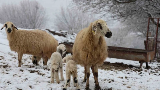 Elazığ'da yeni yılın ilk kuzuları dünyaya geldi