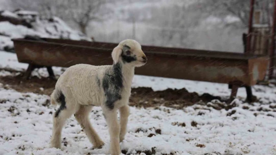 Elazığ'da yeni yılın ilk kuzuları dünyaya geldi
