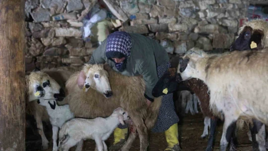 Elazığ'da yeni yılın ilk kuzuları dünyaya geldi