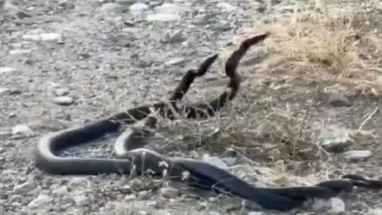 Elazığ'da yılanların çiftleşme dansı kameraya yansıdı