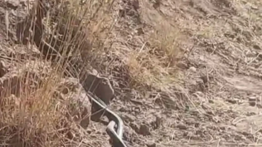 Elazığ'da yılanların dansı kamerada