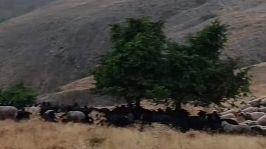 Elazığ'da yıldırım düştü, 20 hayvan telef oldu