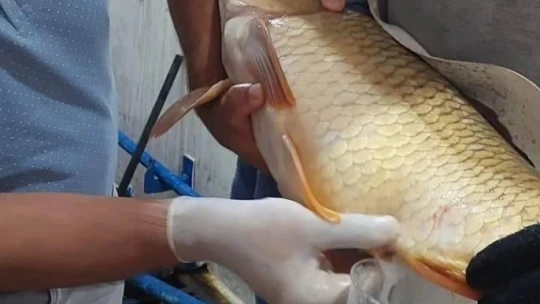 Elazığ'da yılın ilk sazan balığı yumurta sağımı gerçekleştirildi